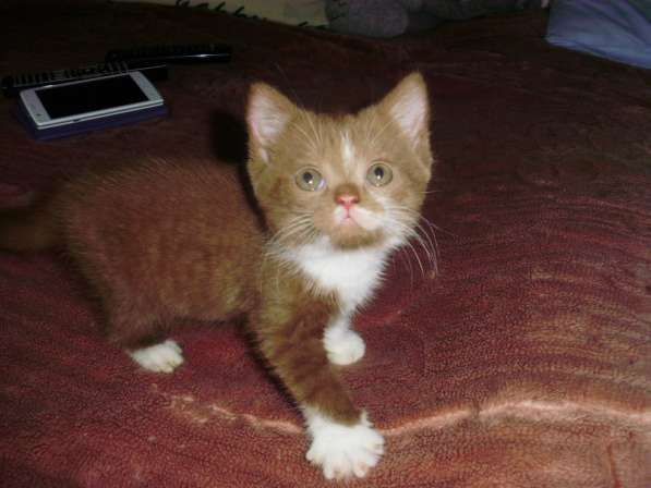 Британский котенок редкого окраса в Краснодаре фото 4