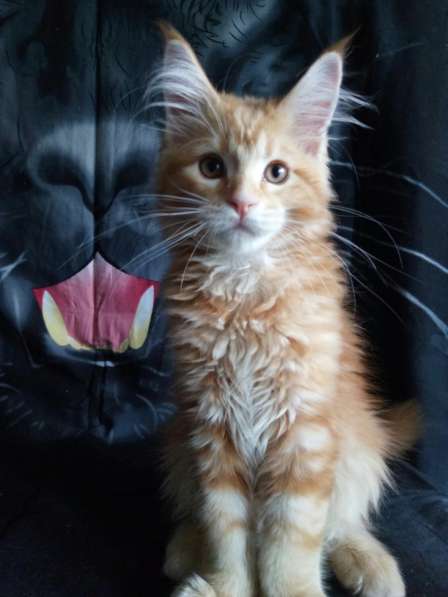 Девочки мейн-кун из питомника в Екатеринбурге фото 24