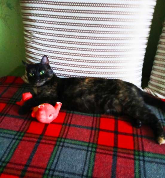 Красивая кошечка еще котенок ищет дом в Москве