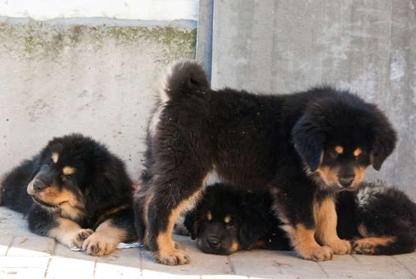 Тибетского мастифа щенков продаю в Всеволожске