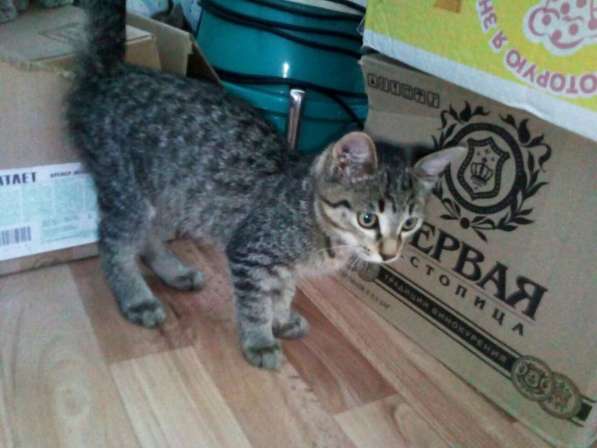 Отдам котенка в добрые руки в Красноярске