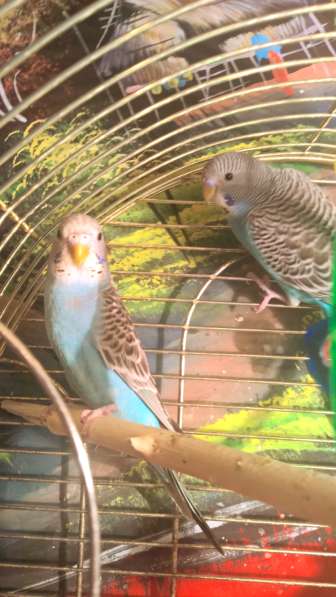 Волнистые попугаи -Птенцы в Мытищи фото 3