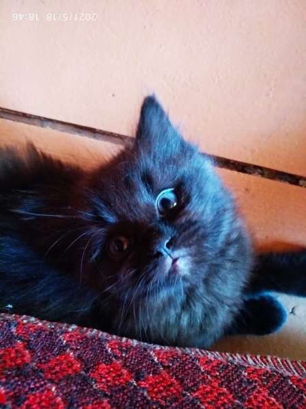 Отдам даром в Щербинке фото 5