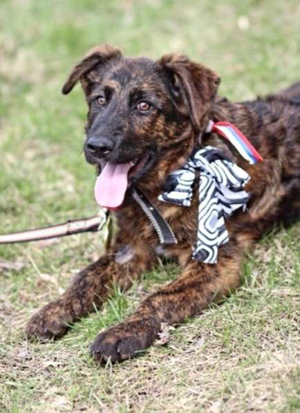 Щенки в добрые руки в Москве фото 3