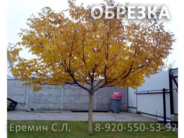 Зимняя обрезка плодовых деревьев в Белгороде фото 16
