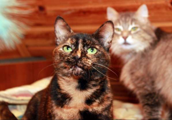 Кошка в добрые руки. Ася — летняя феечка в Калуге фото 13