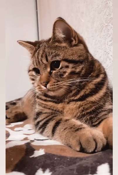 Котята в Казани фото 7