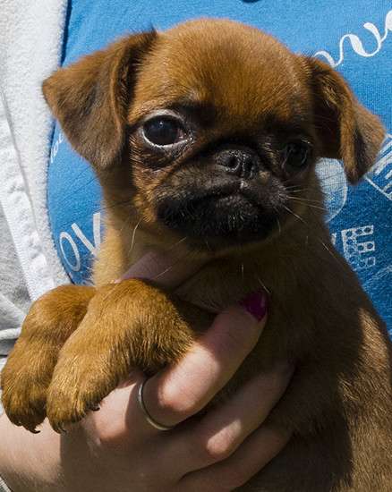 Великолепные щенки гриффона и пти-брабансона. Вязки в Москве фото 35