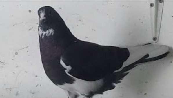 Бакинцы голубей в Серпухове фото 4