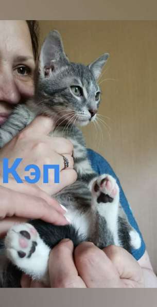 Котята ищут дом! в Санкт-Петербурге фото 10