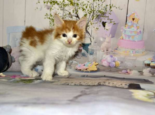 Котята курильского бобтейла в Москве фото 4