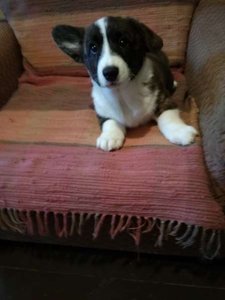 Щенки вельш корги кардиган в Москве фото 25