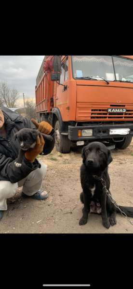 Щенки 1,5 месяца бесплатно. Привезём в Лебедяни