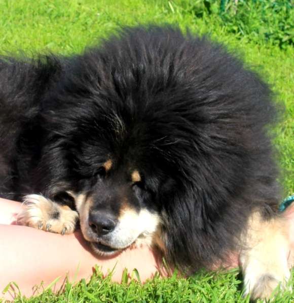 Тибетский мастиф - лучший страж на территории в Москве фото 177