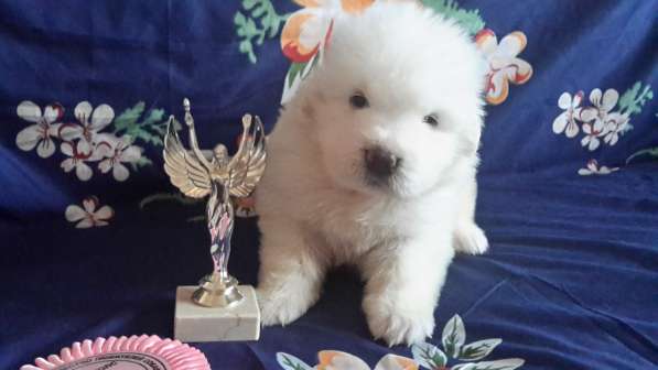 Щенки Мареммо-Абруцкая Овчарка в Краснодаре фото 22