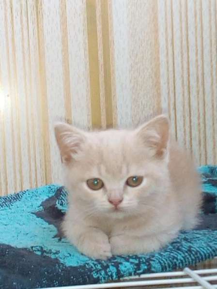 Продам шотландского котёнка в Челябинске фото 4