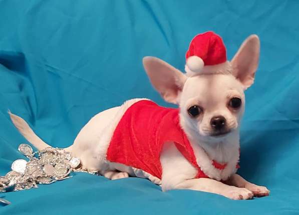 ПРОДАМ ЧИХУАХУА ЩЕНКИ в Москве