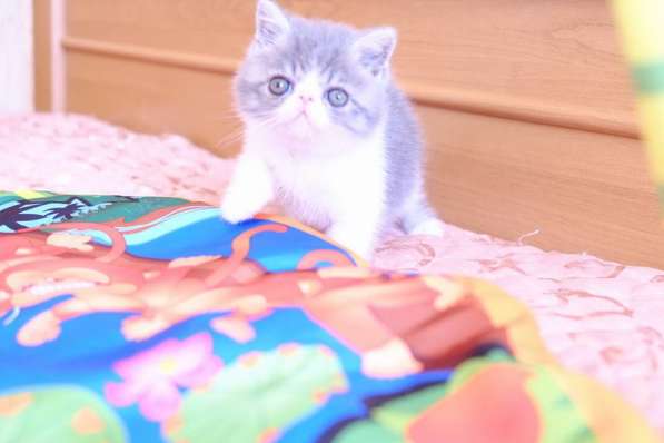 Породные котята! в фото 3