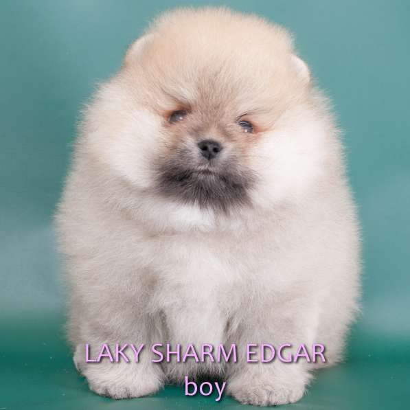 ЛАКИ ШАРМ ЭДГАР (померанский карликовый шпиц) в фото 21