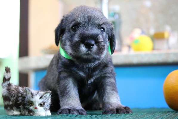 Щенки миттельшнауцера в Москве фото 16