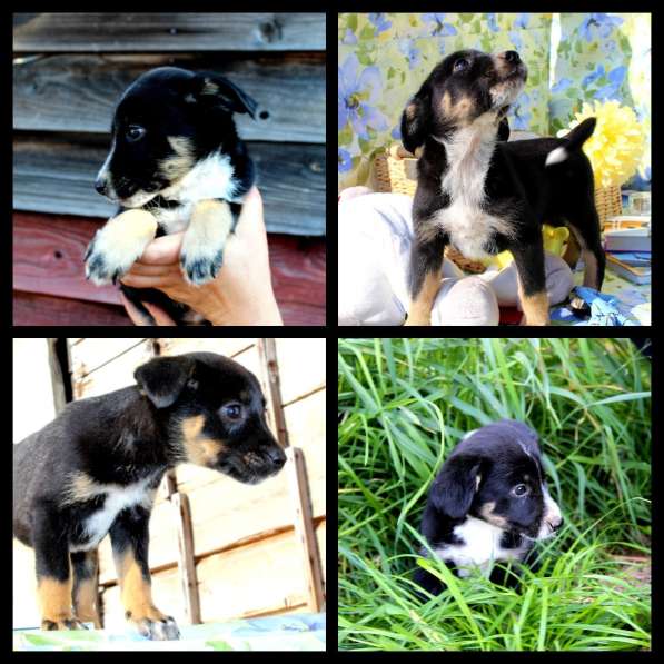 Щенки банда целая в добрые руки в Москве фото 5