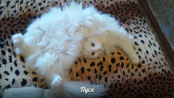 Продам белоснежных пушистых красавиц в Санкт-Петербурге фото 9
