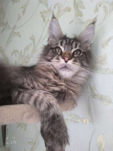 Котики из питомника в Екатеринбурге фото 8