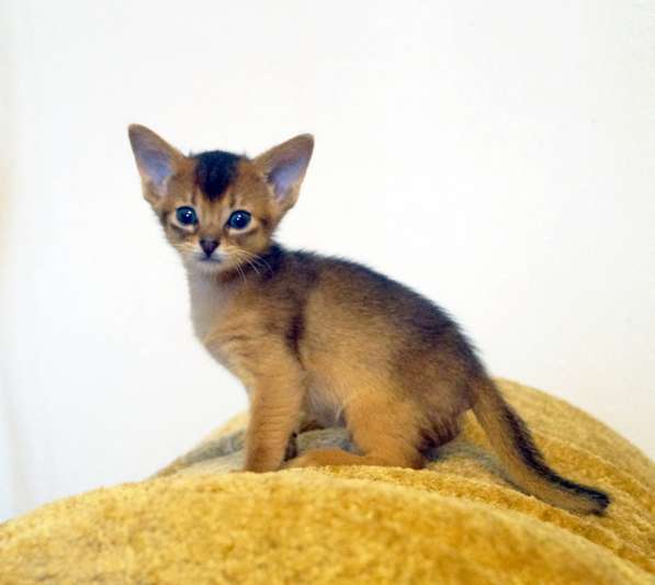 Абиссинские красотки в Туле фото 17