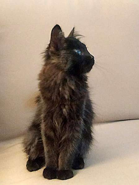 Маленькое чудо Яшенька,милейший черный котенок в добрые руки в Москве фото 3