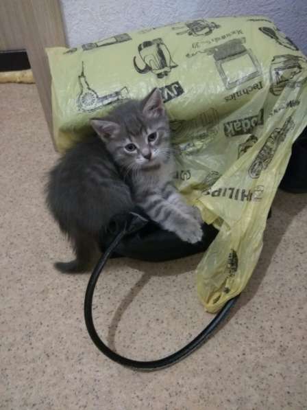 Котик 4 месяца отдам в заботливые руки в Пензе фото 5