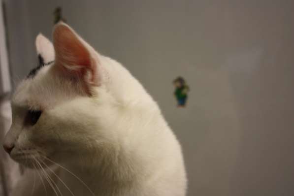 Андрей - спокойный белоснежный котик ищет дом в Москве фото 5