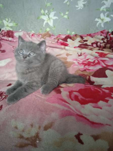 Шотландские котята в фото 12