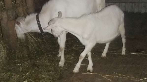 Чистопородные зааненские козлики в Голицыне фото 25