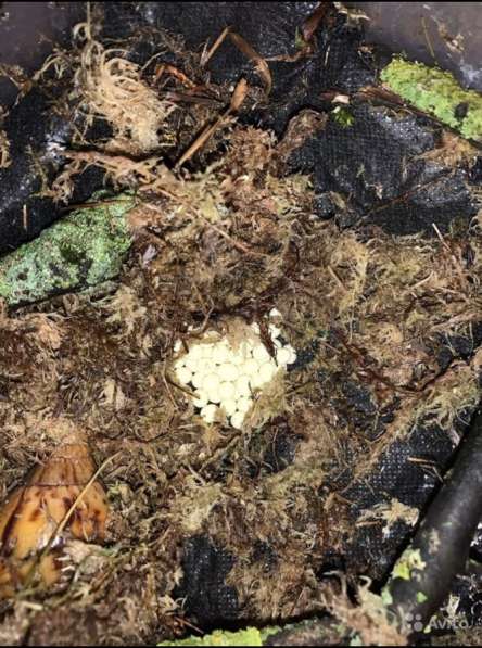 Ахатина Ахатина тигр (бронь улитят) в Москве фото 9