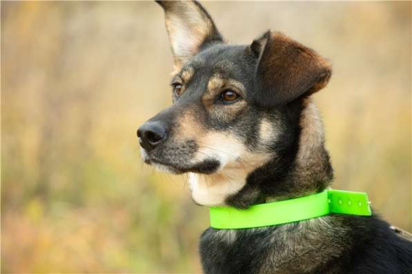 Грэй &ndash; веселый, активный парень ищет дом в Москве фото 7