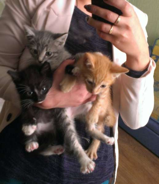 Котята