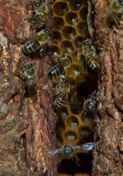 Натуральный горный мёд с личной пасеки в Уфе фото 6