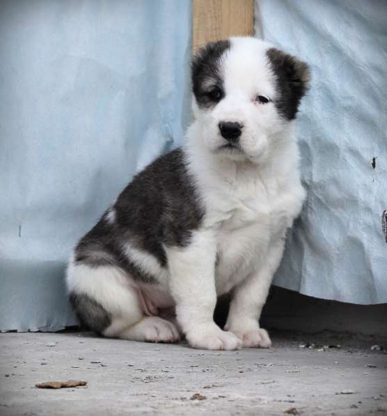Щенок Среднеазиатской овчарки в Новосибирске фото 19