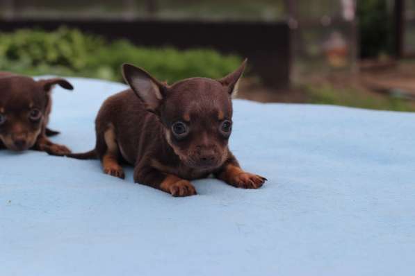 Щенки Русского той -терьера в Новосибирске фото 29