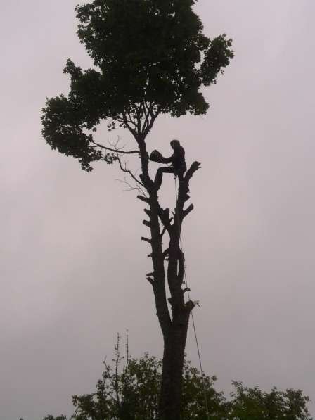 Срезка аварийных деревьев в Минске