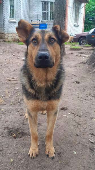 Разумный ласковый молодой пес в Санкт-Петербурге фото 24