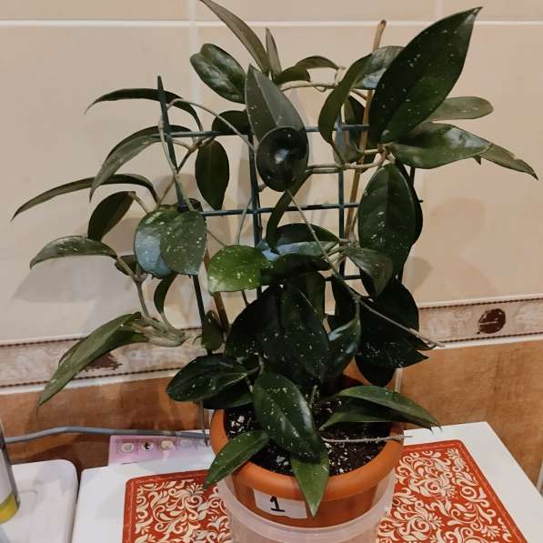 Комнатное растение Хойя в Химках фото 10