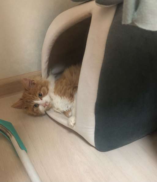 В добрые руки котенька в Москве