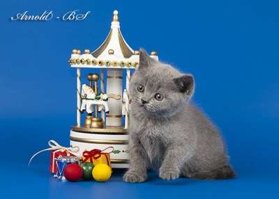 Голубые британские котята.