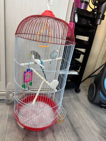 Волнистый попугай с клеткой
