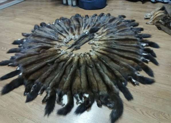 Шкуры соболя в Перми фото 9