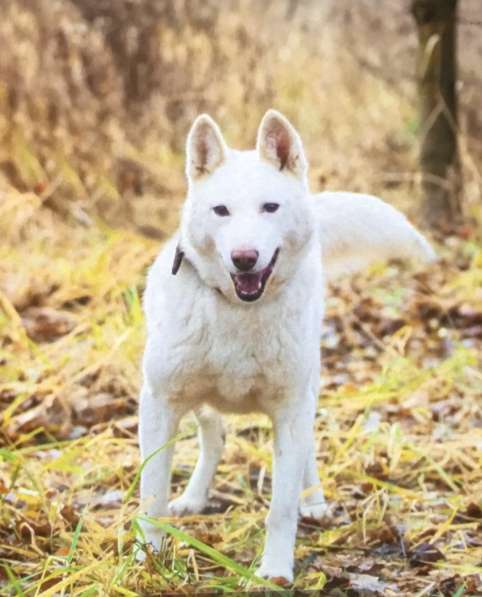 Лета ищет дом и любимую семью в Москве