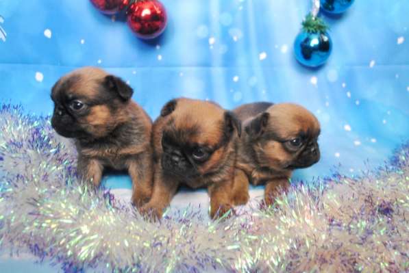 Пти-брабансона щенки