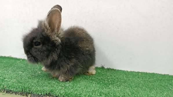 Декоративные кролики в фото 3