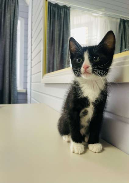 Котята в добрые руки в Иркутске фото 3